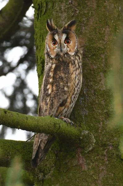 Langohr Sitzt Auf Baum — Stockfoto