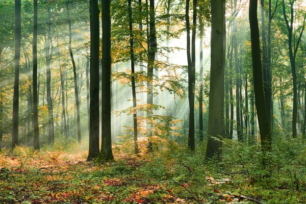 Beaux Rayons Soleil Matinaux Dans Forêt Automne — Photo