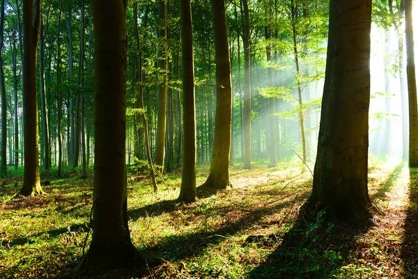 Mooie Ochtend Zonnestralen Herfst Bos — Stockfoto