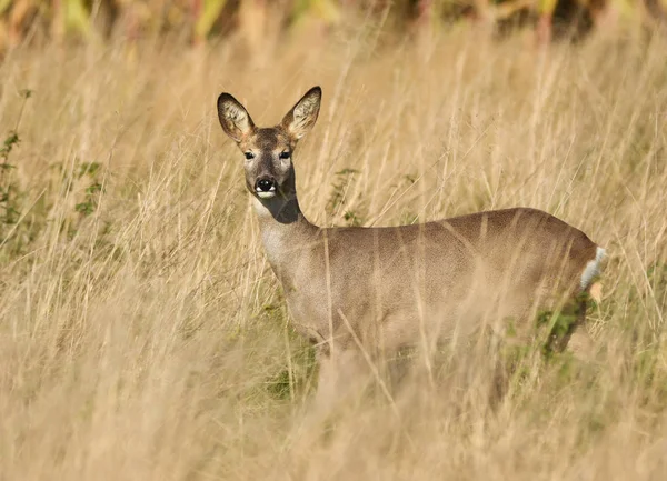 Caprioli Habitat Naturale — Foto Stock