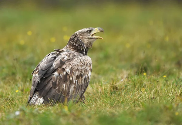 Seeadler Natürlichem Lebensraum — Stockfoto