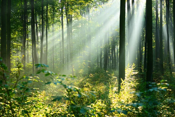 Vacker Morgon Solstrålar Höst Skog — Stockfoto