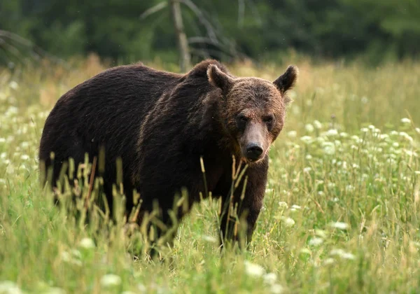 Urso Pardo Selvagem Habitat Natural — Fotografia de Stock