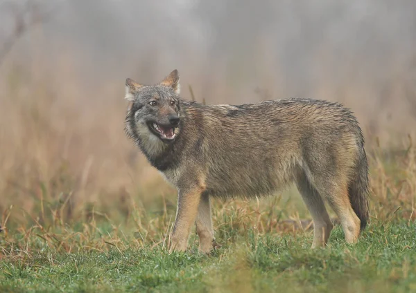 Stäng Upp Grå Varg Naturliga Livsmiljö — Stockfoto