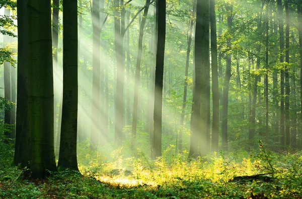 Vacker Morgon Solstrålar Höst Skog — Stockfoto
