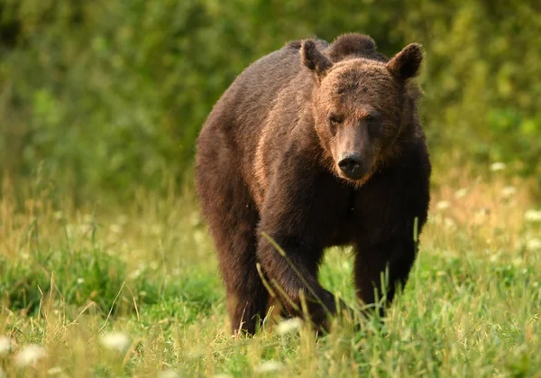 Urso Pardo Selvagem Habitat Natural — Fotografia de Stock