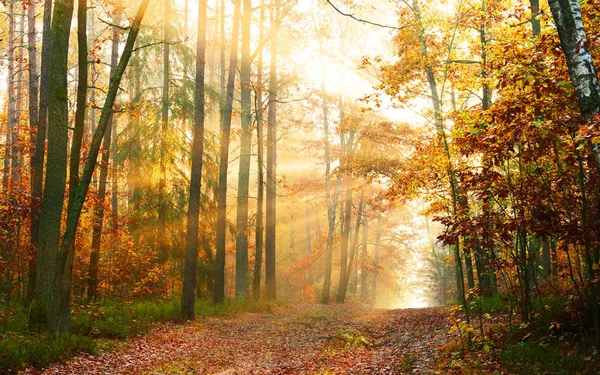 Piękne Słońce Jesień Las Rano — Zdjęcie stockowe