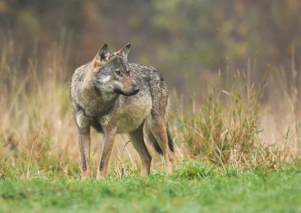 Vista Cerca Del Lobo Gris Hábitat Natural — Foto de Stock