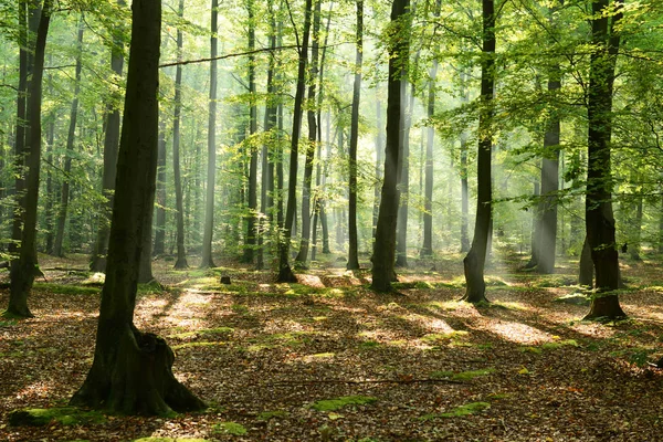 güzel sabah güneş sonbahar orman ile