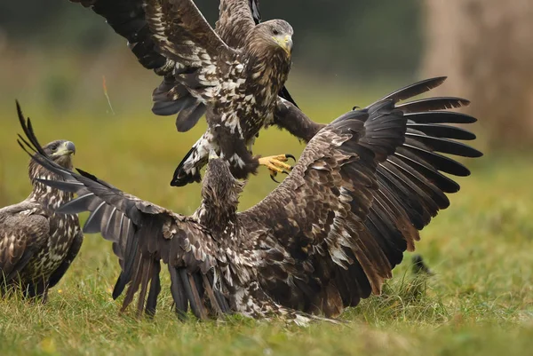 White Tailed Eagles Fighting Green Meadow — Stock Photo, Image