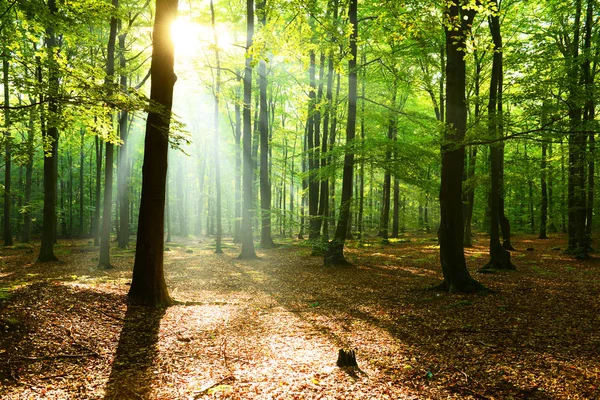 Belle Matinée Avec Soleil Dans Forêt Automne — Photo