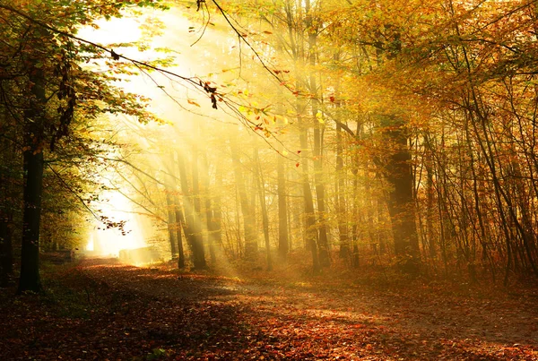 Beautiful Sunshine Autumn Forest Morning Royalty Free Stock Images