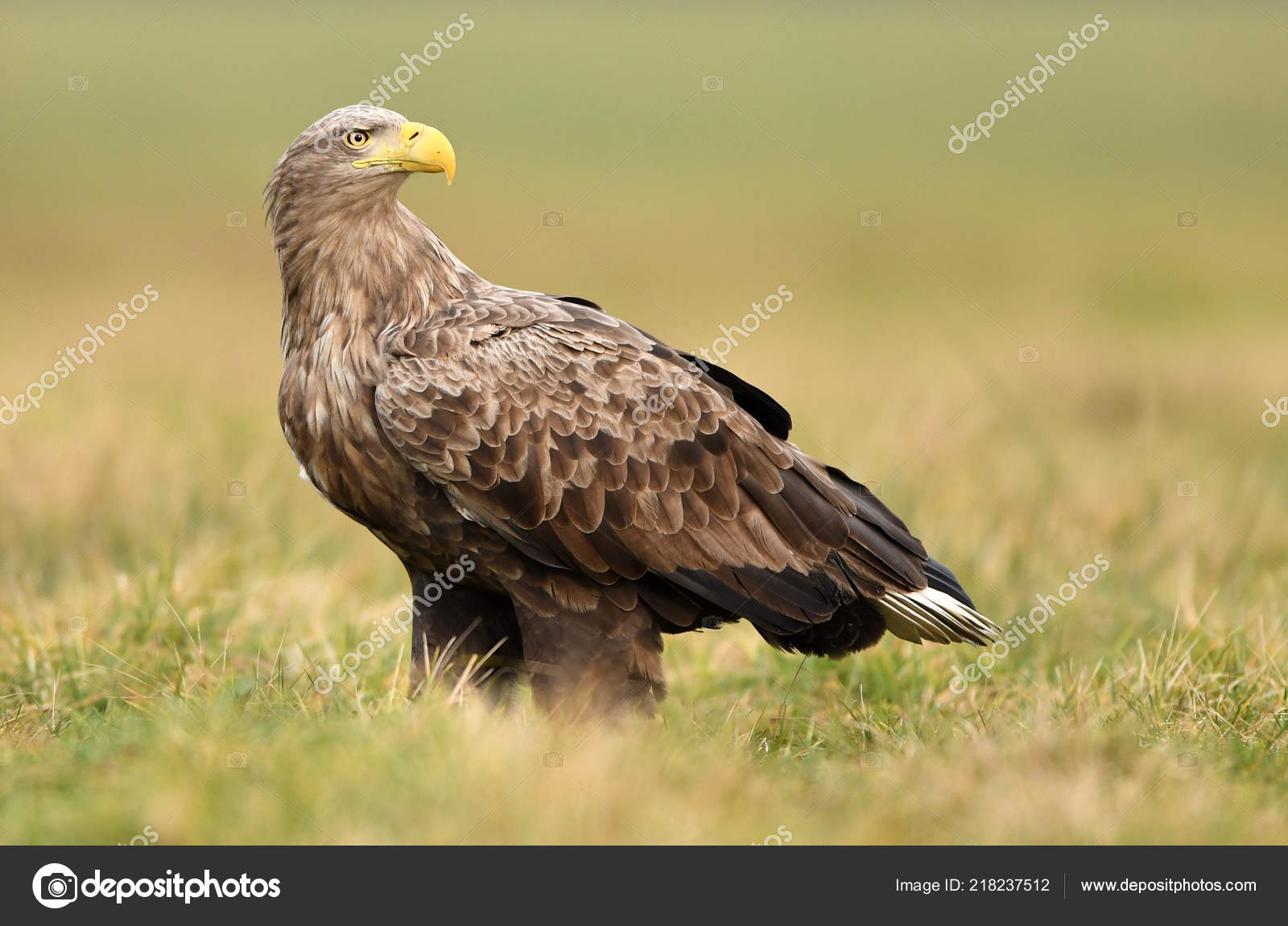 White Tailed Eagle Natural Habitat Stock Photo by ©kwasny222 218237512