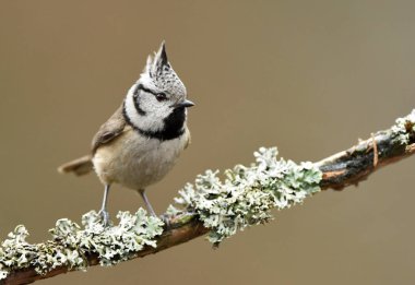 Tepeli baştankara (Lophophanes cristatus)