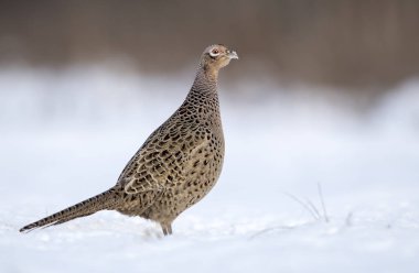 Boğmaklı sülün doğal ortamlarında görünümünü kapat