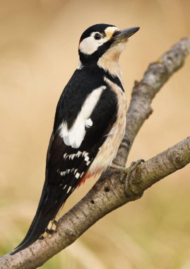 Büyük benekli ağaçkakan görünümünü kapat 