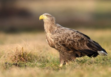 Beyaz kuyruklu kartal doğal ortamlarında