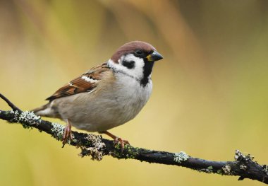 Doğal ortamlarında Ağaç Serçesi görünümünü kapat