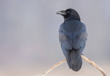 Doğal yaşam alanı içinde siyah kuzgun görünümünü kapat