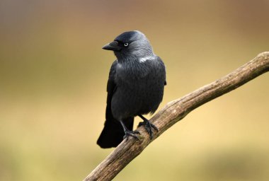 Küçük karga karga (Corvus Monedula)