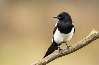 Magpie doğal ortamlarında görünümünü kapat