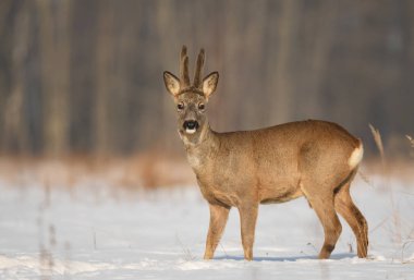 Doğal ortamlarında meraklı karaca