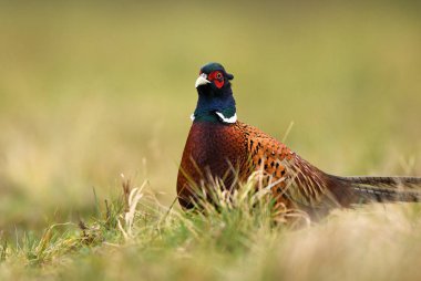 Boğmaklı sülün doğal ortamlarında görünümünü kapat
