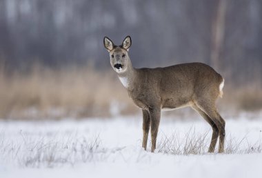 Doğal ortamlarında meraklı karaca