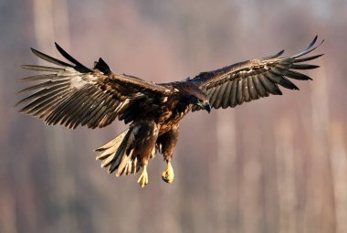 Beyaz kuyruklu kartal doğal ortamlarında