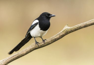 Magpie doğal ortamlarında görünümünü kapat