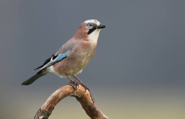 Şirin bayağı alakarga görünümünü kapat  