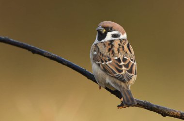 Doğal ortamlarında Ağaç Serçesi görünümünü kapat