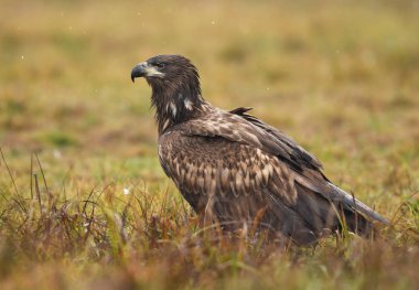 Beyaz kuyruklu kartal doğal ortamlarında