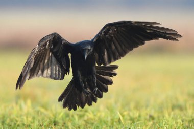 Doğal yaşam alanı içinde siyah kuzgun görünümünü kapat
