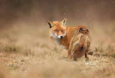 Fox doğal ortamlarında görünümünü kapat
