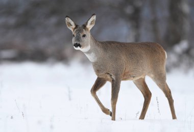 Doğal ortamlarında meraklı karaca