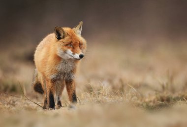 Fox doğal ortamlarında görünümünü kapat
