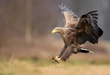 Beyaz kuyruklu kartal doğal ortamlarında