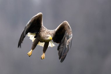 Beyaz kuyruklu kartal doğal ortamlarında