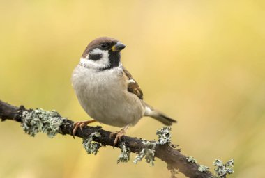 Doğal ortamlarında Ağaç Serçesi görünümünü kapat