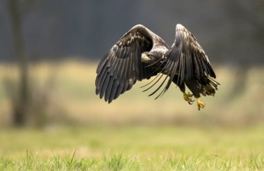 Beyaz kuyruklu kartal doğal ortamlarında