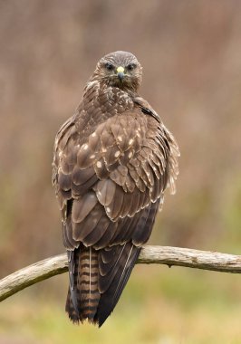 Bayağı şahin doğal ortamlarında görünümünü kapat