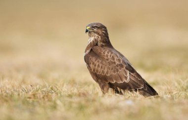 Bayağı şahin doğal ortamlarında görünümünü kapat