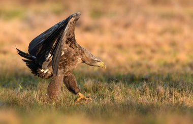 Beyaz kuyruklu kartal doğal ortamlarında