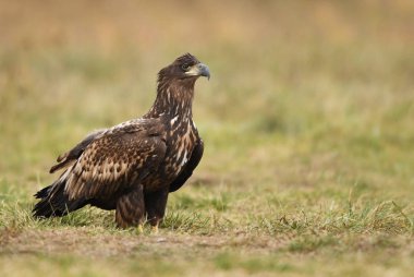 Beyaz kuyruklu kartal doğal ortamlarında