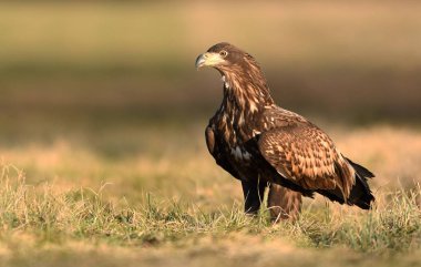 Beyaz kuyruklu kartal doğal ortamlarında