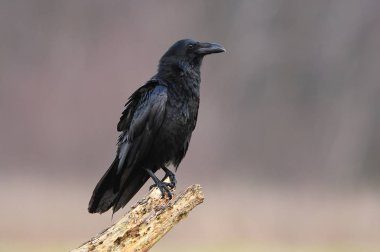 Doğal yaşam alanı içinde siyah kuzgun görünümünü kapat