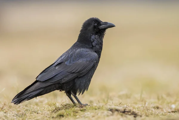 在自然栖息地关闭黑乌鸦的视线 — 图库照片