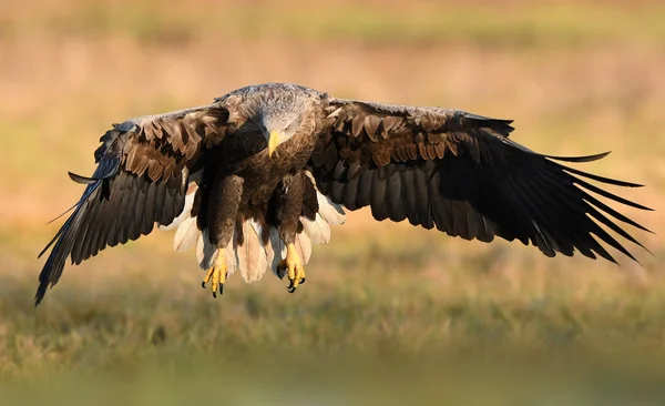 Seeadler Natürlichem Lebensraum — Stockfoto