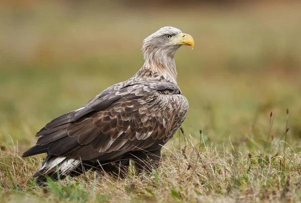 White tailed eagle in natural habitat